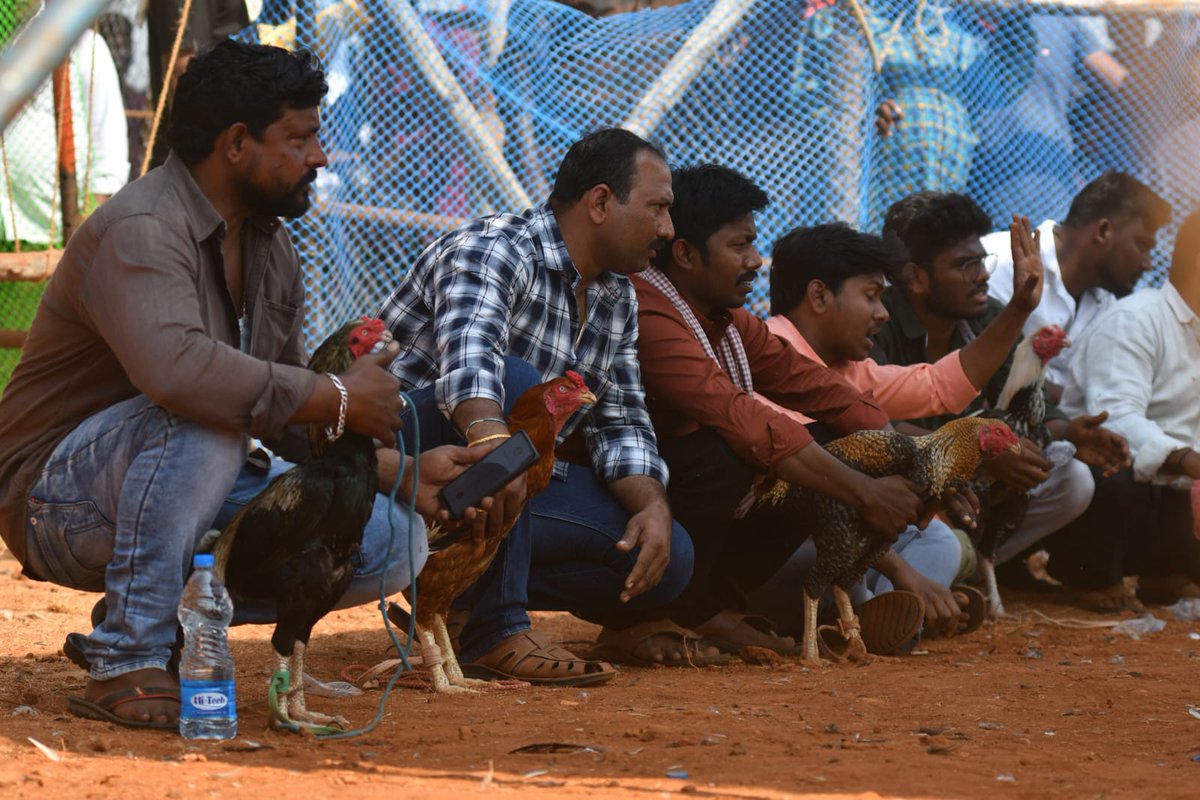 xpressandhra's tweet photo. #Rooster fights organised at the outskirts of #Vijayawada on the occasion of #Sankranti on #Monday. #Expressphotos @prasantmadugula @NewIndianXpress @Kalyan_TNIE https://t.co/a8RZhYvCe7