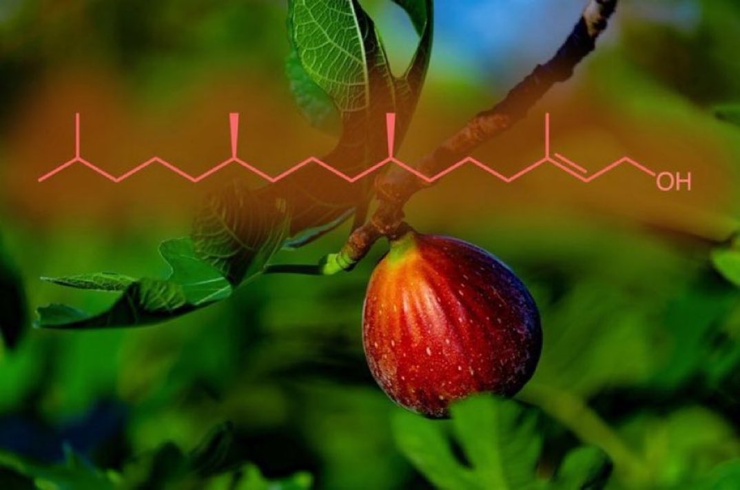 eedcAndy's tweet image. Give a fig #NationalFigNewtonDay Ethiopian farmers use a fig that needs no irrigation, yet their leaves give moist fodder for livestock. They enrich the soil with leaves that fall/decay &amp;amp; improve the growth of shaded crops. Figs also contain the antibacterial phytol #figureitout