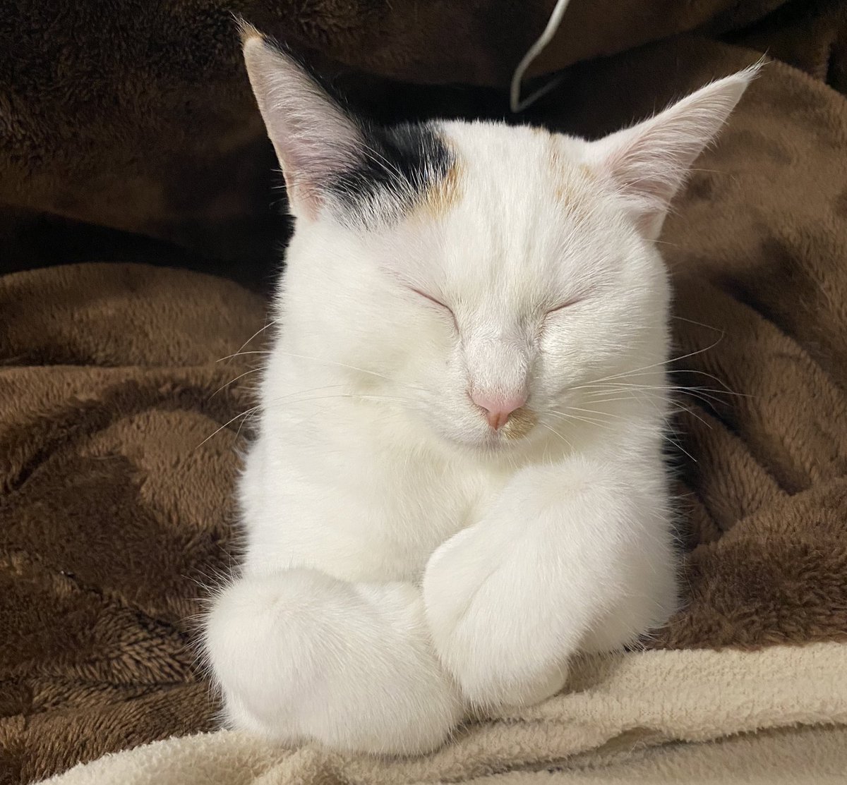 rabbitcat232's tweet photo. 病院で検査頑張ったから、お膝の上でにゃむにゃむ💤

今日もお利口さんだったねー✨

#三毛猫　#みけねこ　#ミケ　#保護猫　#保護猫と暮らす　#猫のいる暮らし https://t.co/OwdY0fIV0y