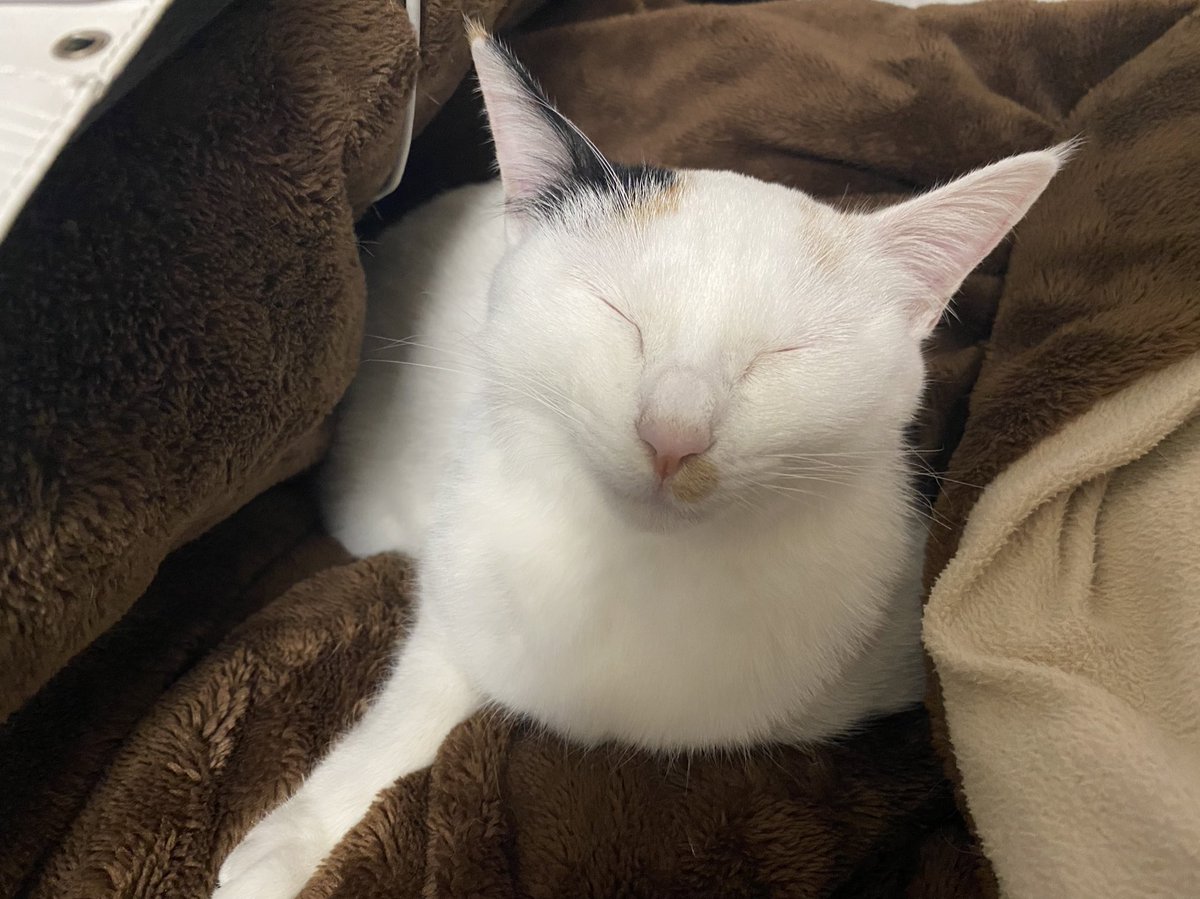 rabbitcat232's tweet photo. 病院で検査頑張ったから、お膝の上でにゃむにゃむ💤

今日もお利口さんだったねー✨

#三毛猫　#みけねこ　#ミケ　#保護猫　#保護猫と暮らす　#猫のいる暮らし https://t.co/OwdY0fIV0y