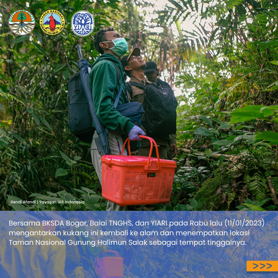 Kukang jawa ini ditemukan oleh salah satu warga Kabupaten Sukabumi di Kecamatan Parakansalak.

Karena ia dianggap tidak berada dalam habitatnya yang seharusnya, akhirnya warga tersebut berinisiatif untuk menyerahkannya kepada BKSDA Bogor.

#kukang #nycticebus #animalrescue #bogor