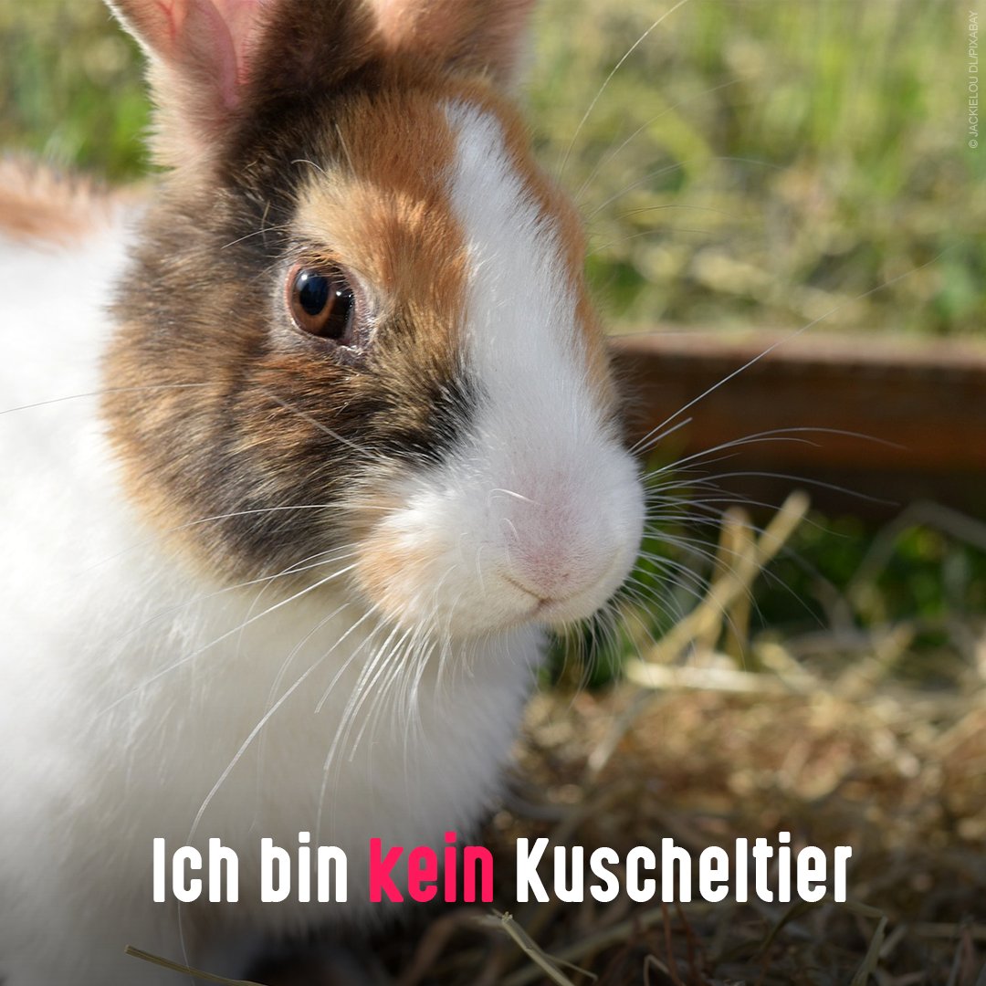 #Kaninchen sind beliebte Haustiere und gelten für Kinder oft als Spielgefährten. Dabei ist ihre Haltung anspruchsvoll:

🐰 Kaninchen brauchen viel Bewegung, Platz (2 Tiere mind. 6 qm), Buddel- &amp; Versteckmöglichkeiten. Idealerweise draußen. Handelsübliche Käfige sind zu klein.

👇