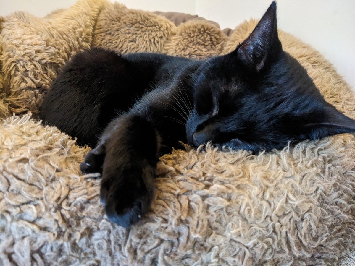 My beautiful little panther