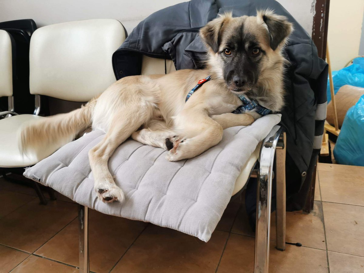 𝙏𝙚𝙣 𝙢𝙞ł𝙮 𝙢ł𝙤𝙙𝙮 𝙋𝙖𝙣 𝙨𝙯𝙪𝙠𝙖 𝙙𝙤𝙢𝙪.
Proszę o RT🙏

Psiak został przez kogoś porzucony, błąkał się po ulicach. 
Wystraszony czekał na kogoś, kto go zabierze i odda mu swoje serce.💔
Na chwilę obecną trafił do schroniska, ale nie może długo w nim zostać.1/2