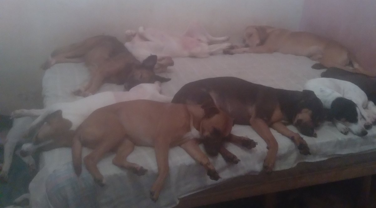 Wborgesprotecao's tweet photo. Estou sem esperanças já.
MEUS PEDIDOS DE AJUDA NÃO TEM VOZ.
A ração está  acabando. Não sei mais o que fazer. Não vou suportar ver os cachorros sem comida!!!
Compartilhem por favor e ajudem!!!
PIX CPF 077.469.026-77 (C6 Bank/Walisson) https://t.co/LqYqcDVcg5