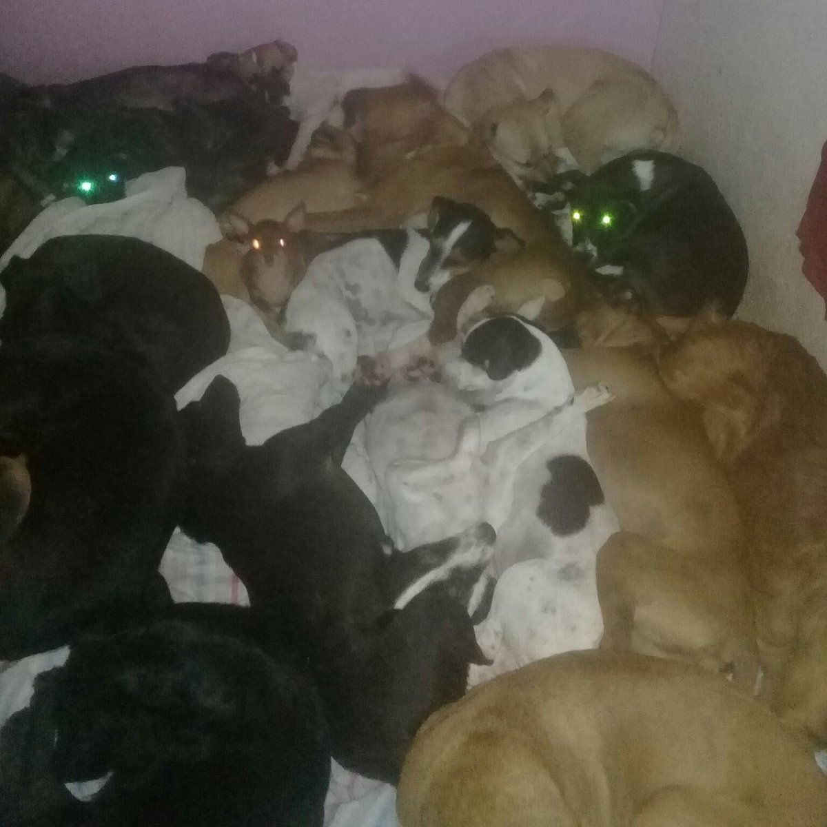Wborgesprotecao's tweet photo. Estou sem esperanças já.
MEUS PEDIDOS DE AJUDA NÃO TEM VOZ.
A ração está  acabando. Não sei mais o que fazer. Não vou suportar ver os cachorros sem comida!!!
Compartilhem por favor e ajudem!!!
PIX CPF 077.469.026-77 (C6 Bank/Walisson) https://t.co/LqYqcDVcg5