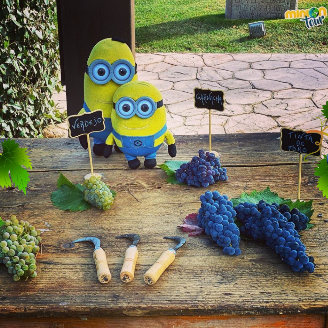 MuseodelVinoPdR's tweet photo. Hoy hacemos #momentoremember para trasladarnos unos meses atrás, cuando nos visitaron los amigos de @MinionOnTour en plena vendimia.
Les enseñamos las diferentes variedades de uva que se cultivan en la DO Toro y visitaron la bodega siguiendo su recorrido por la @Rutavinotoro. https://t.co/StCKsDCfGW