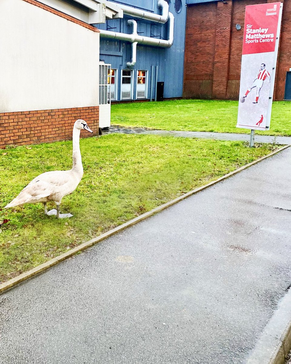 UniofStaffsIOE's tweet photo. Reggie has popped over from our on-campus #naturereserve for a visit. 🌳
Maybe he has heard we are a Top 5 UK Uni @studentcrowd
Apply today: https://t.co/gvZbrXqUGg
If this cutie isn't a reason to #ChooseStaffs we don't know what is.
#ukuniversity #education #ucasdeadline https://t.co/smfGLuSVJG
