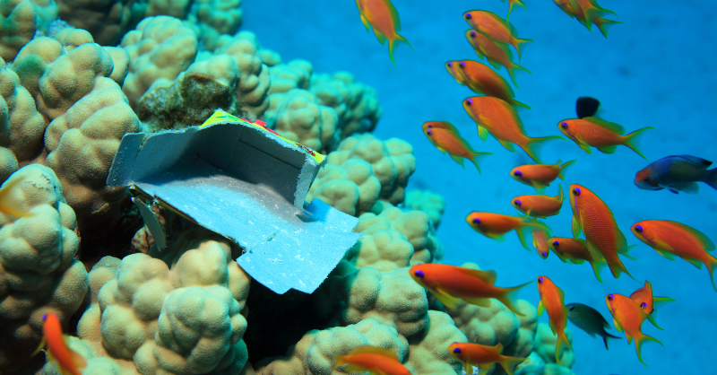 APEC's tweet photo. "Lastly, marine debris is a problem that transcends borders, and thus #multilateral cooperation is a crucial aspect of the effort to address this challenge." - Thomas Fine, Convenor of the APEC Group on Services.
#marinedebris #marinelitter