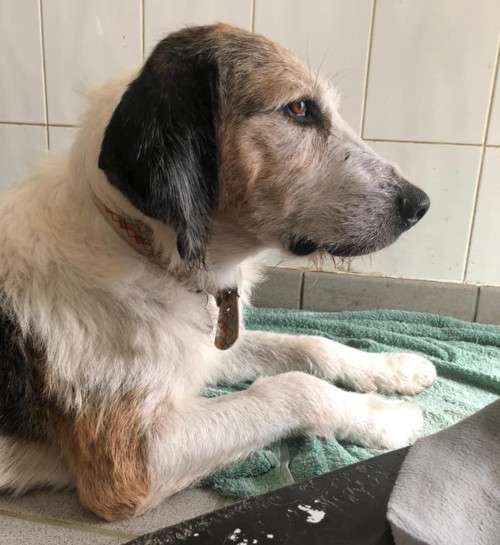 Can Dogs Live Outside In Uk