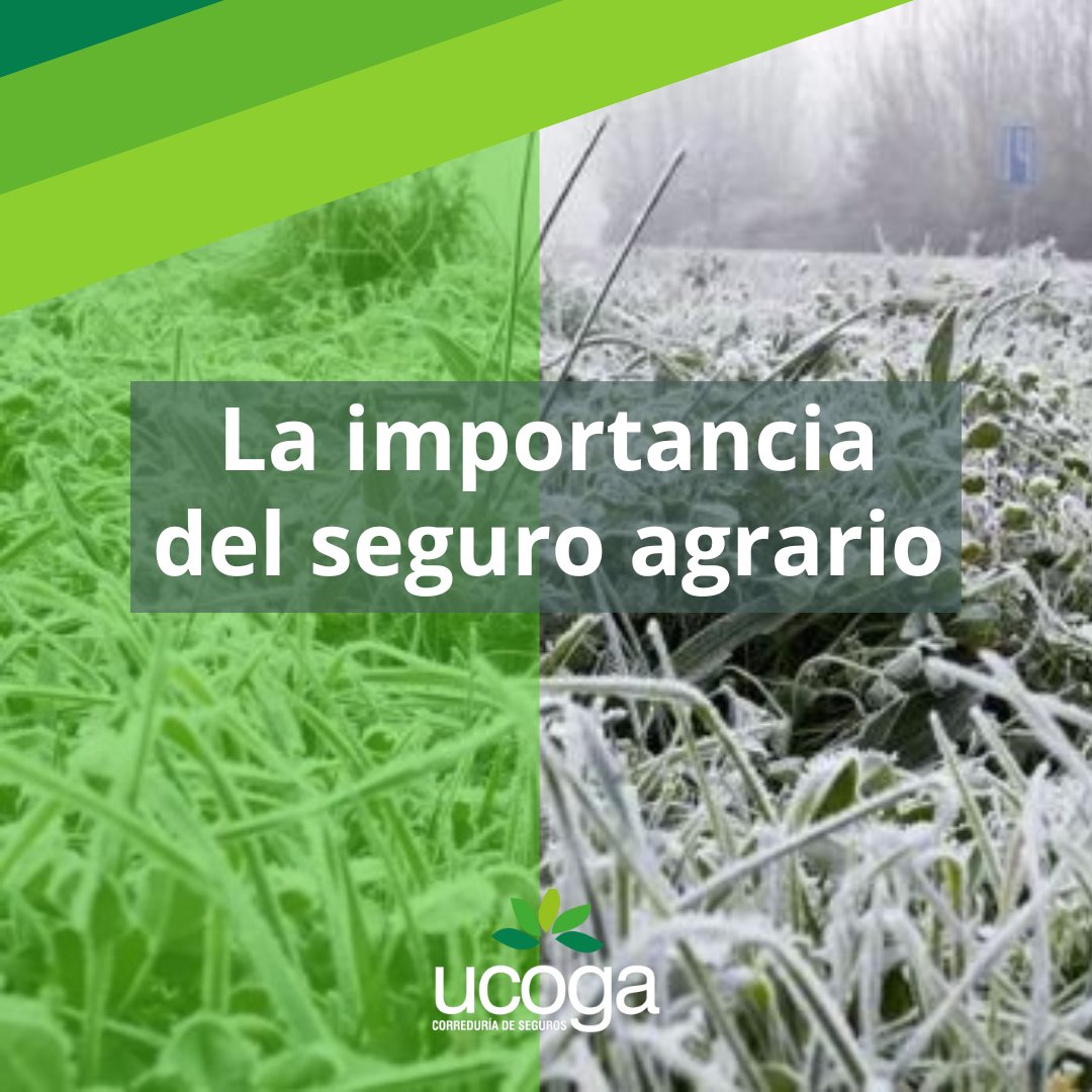 El seguro agrario es vital para la labor diaria de nuestros ganaderos y agricultores. 

El campo gallego 🌱 recibió 28 millones de euros en indemnizaciones a lo largo del año 2022. Un incremento de un 12 % con respecto al año2021.  

Artículo completo en:

lavozdegalicia.es/noticia/somosa…
