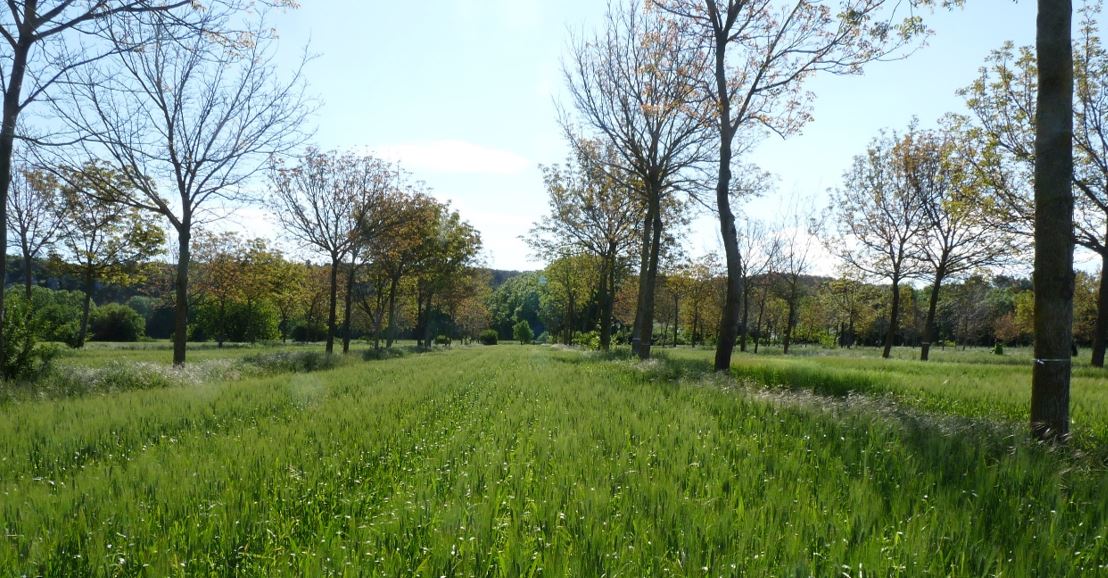 ChambagriPdL's tweet photo. [ÉVÈNEMENT] #Arbre dans tous ces états ! Et si vous participiez à des rencontres entre agriculteurs pour échanger sur l’intérêt des arbres au sein des systèmes agricoles ? 5 rendez-vous vous sont proposés en @paysdelaloire  ! Demandez le programme 👉 https://t.co/2GK5LlLR6k https://t.co/UzlgatyI8C