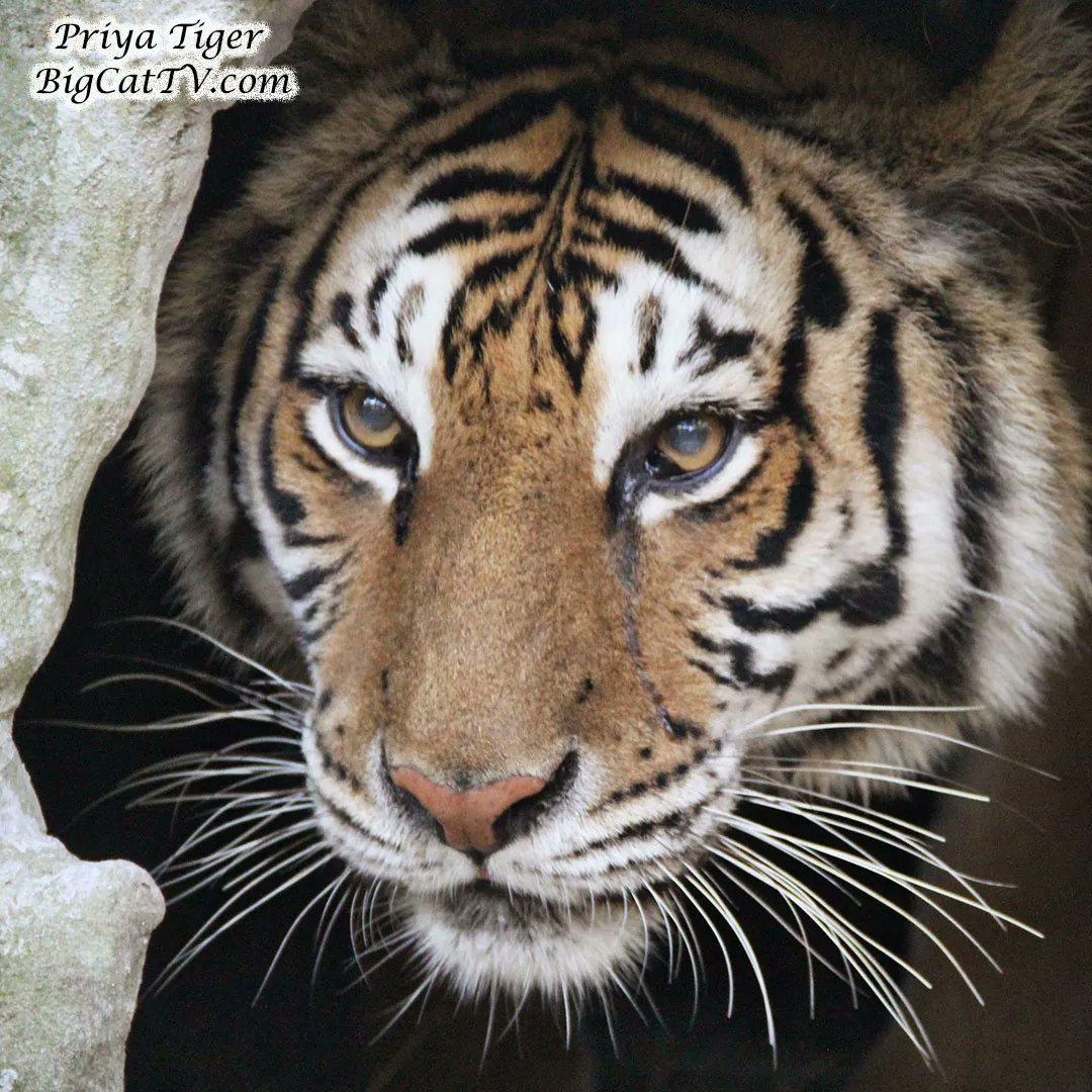 Good Morning
Priya Tiger peeking out from her comfy den.
I wonder what has her attention.

#priya #tigers #tiger #peek #peekaboo #peeking #comfy #den #wonder #what #ATTENTION #BigCatRescue #sanctuary #sanctuarylife #morning #goodmorning