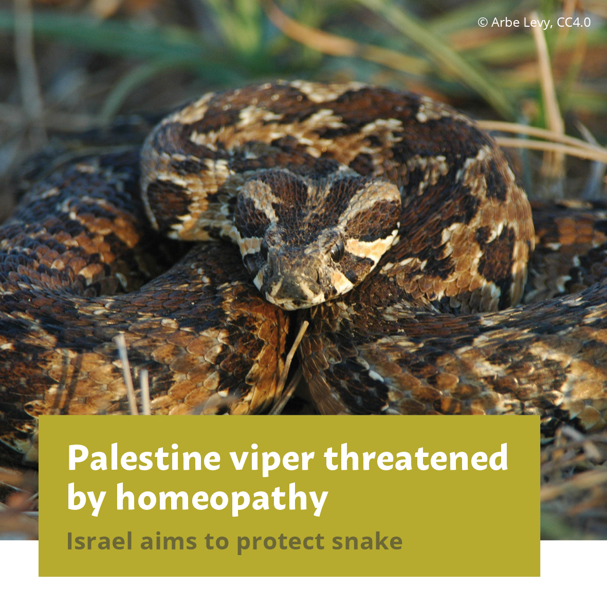 prowildlife's tweet photo. 🐍 Israel is planning to list the palaestina viper in 
@CITES App. III. The species is threatened by capture for its #Venom, used for production of antisera &amp; #homeopathy.
https://t.co/OdJNiCg5qw

#NotAMedicine #reptiles #conservation #wildlifetrade
@AWIOnline @HSIGlobal @IPBES https://t.co/sgSIsAQvQs