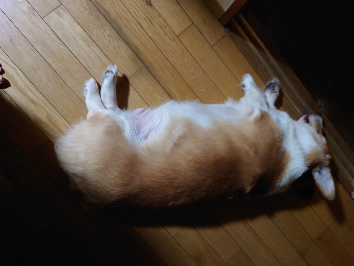 コギ父{日向🐶、楓🐰} tweet media