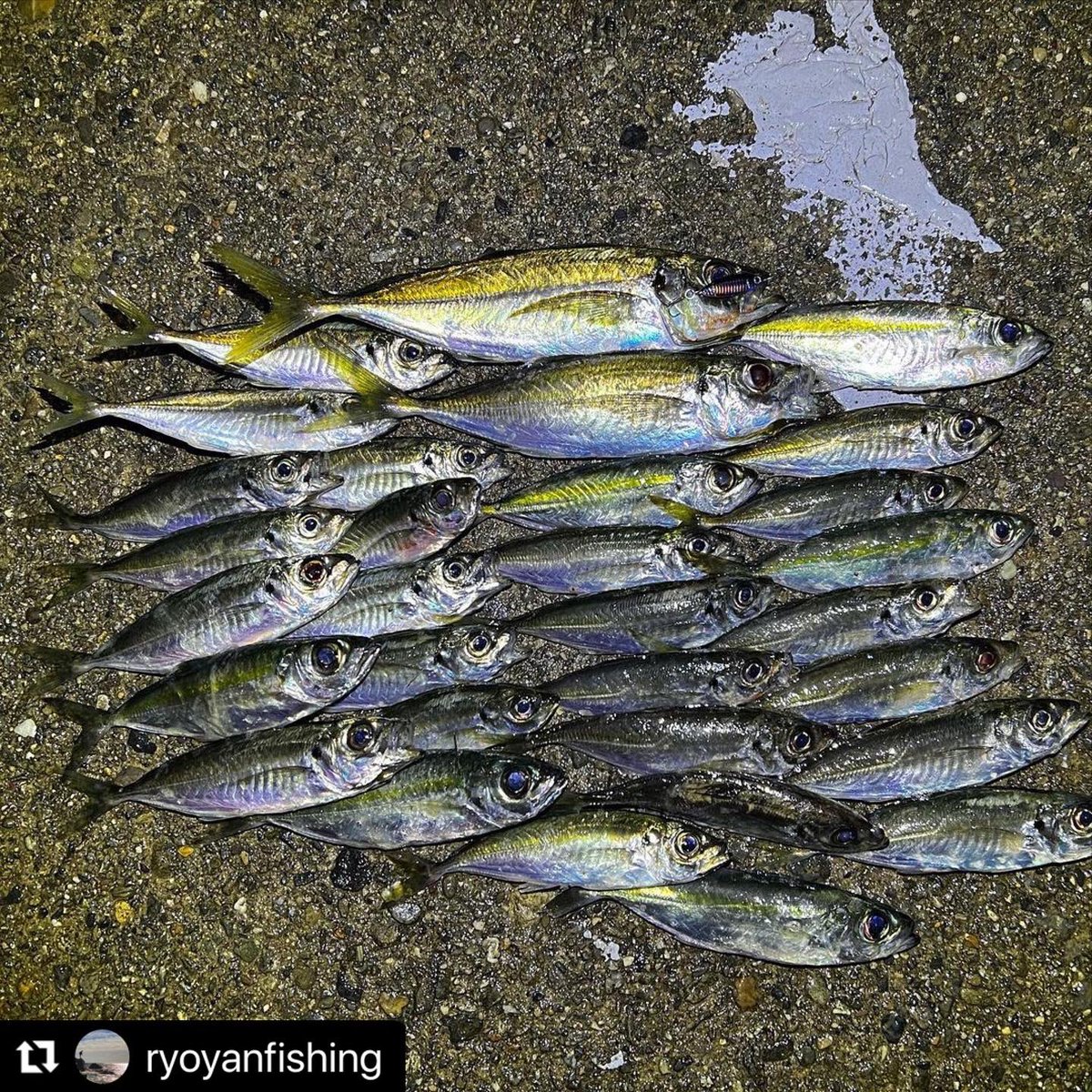 Zeake2017's tweet photo. #Repost @ryoyanfishing with @use.repost
・・・
1/14 アジ釣り🎣
夕まずめジグサビキからのアジング🐟
夕方着いたら一面アジがボイルしまくり、釣れる気しかせん‼️
ジグサビキで1匹尺!!
アジングでも25くらいのGET!!
今回もジグは #zeake の #s_bit 6gが大活躍🎣
@zeake2017official https://t.co/PxjG7Ikk9p