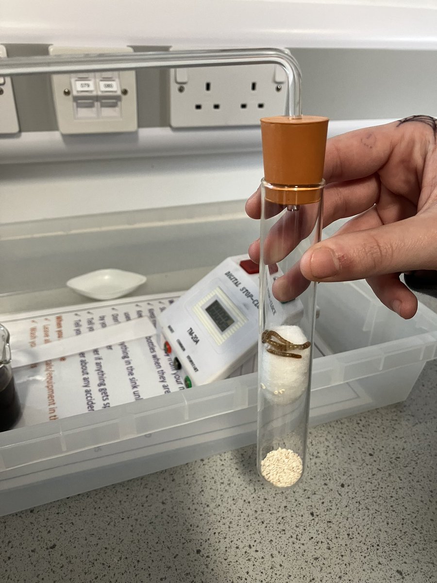 Science in action at DSSB this morning. Year 11 investigating respiration in mealworms!