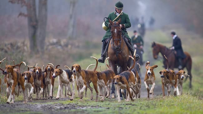 BFMTV's tweet image. Sarthe: une meute de chasse à courre tue une chienne après avoir pénétré dans un jardin privé
bfmtv.com/societe/sarthe…
