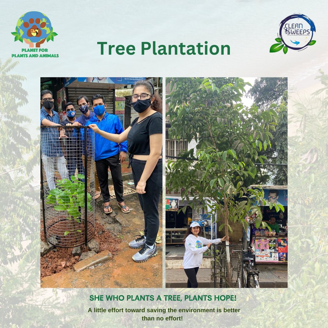 PPA_India's tweet photo. A sapling planted by #PPAIndia in collaboration with @SweepsClean under the Majhi Vasundhara Abhiyan Campaign at a tree pit in Khar West in d year July 2021 has grown into a beautiful Tree😍🌳🌍

#PlanetforPlantsandAnimals  #PPAforenvironment #OnlyOneEarth #GenerationRestoration https://t.co/sCh7cp2ZuF