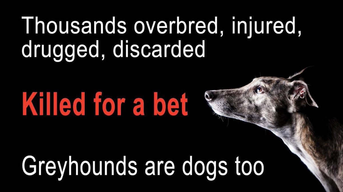 JoJo’s first banner, used at several protests and awareness events 💜🧡💔
#bangreyhoundracing 
#endthecruelty 
#greyhounds
#petsnotbets 
#youbettheydie 
#rescuednotretired