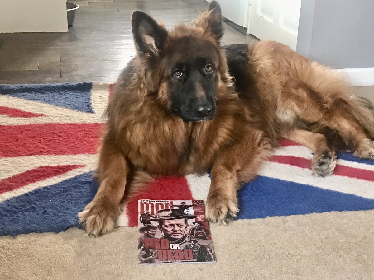 RayBates57's tweet photo. Morning, Bowyer has never destroyed anything in his life heโs kept to busy for that. But he will steal things left on the dining table and leave them in plain sight for his amusement. @MODmagazine #guiltylook #Therapydog #GermanShepherd https://t.co/i0WZVKn6AT