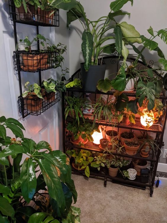 Urban Plant Home tweet media