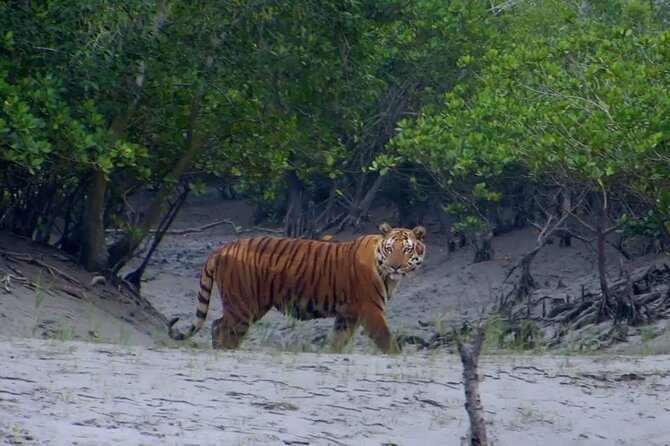 Planning to make a Bangladesh tour? Are you going to book a tour in Bangladesh? Before traveling, get ideas on the Bangladesh tour package.
#travelkd #bangladeshtour #bangladeshtourpackage #visitbangladesh #discoverbangladesh 
travelkd.com/bangladesh-tou…