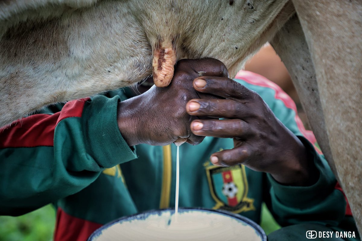 PondoPix tweet media