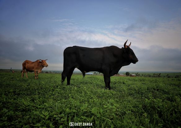 PondoPix tweet media