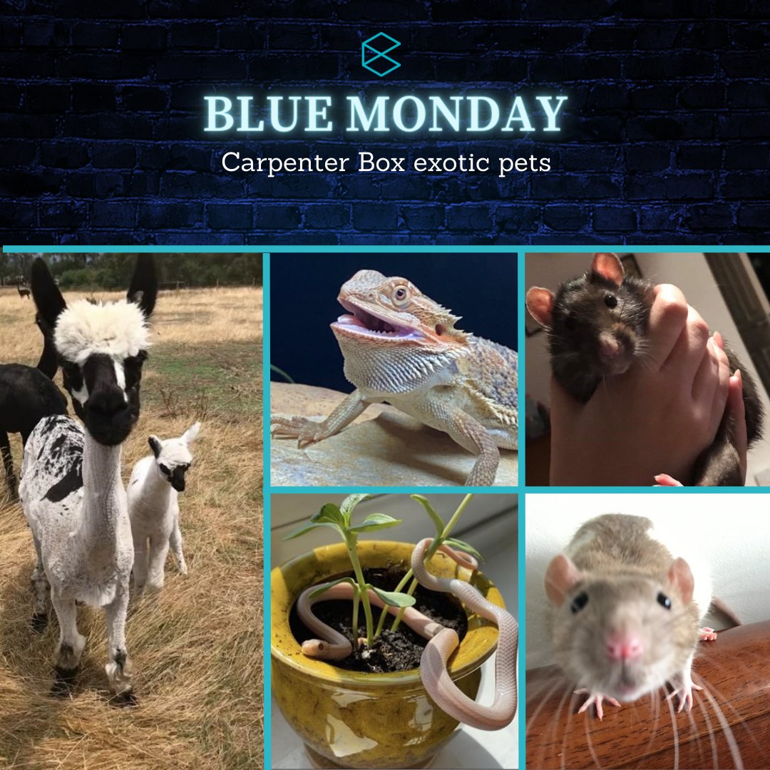 carpenterbox's tweet photo. Today has been traditionally awarded the gloomy title of #BlueMonday. To help counteract this, we asked our staff at #carpenterbox to send us pictures of their pets to help make the day shine a bit brighter for everyone! ✨ https://t.co/281Ls9eTmm