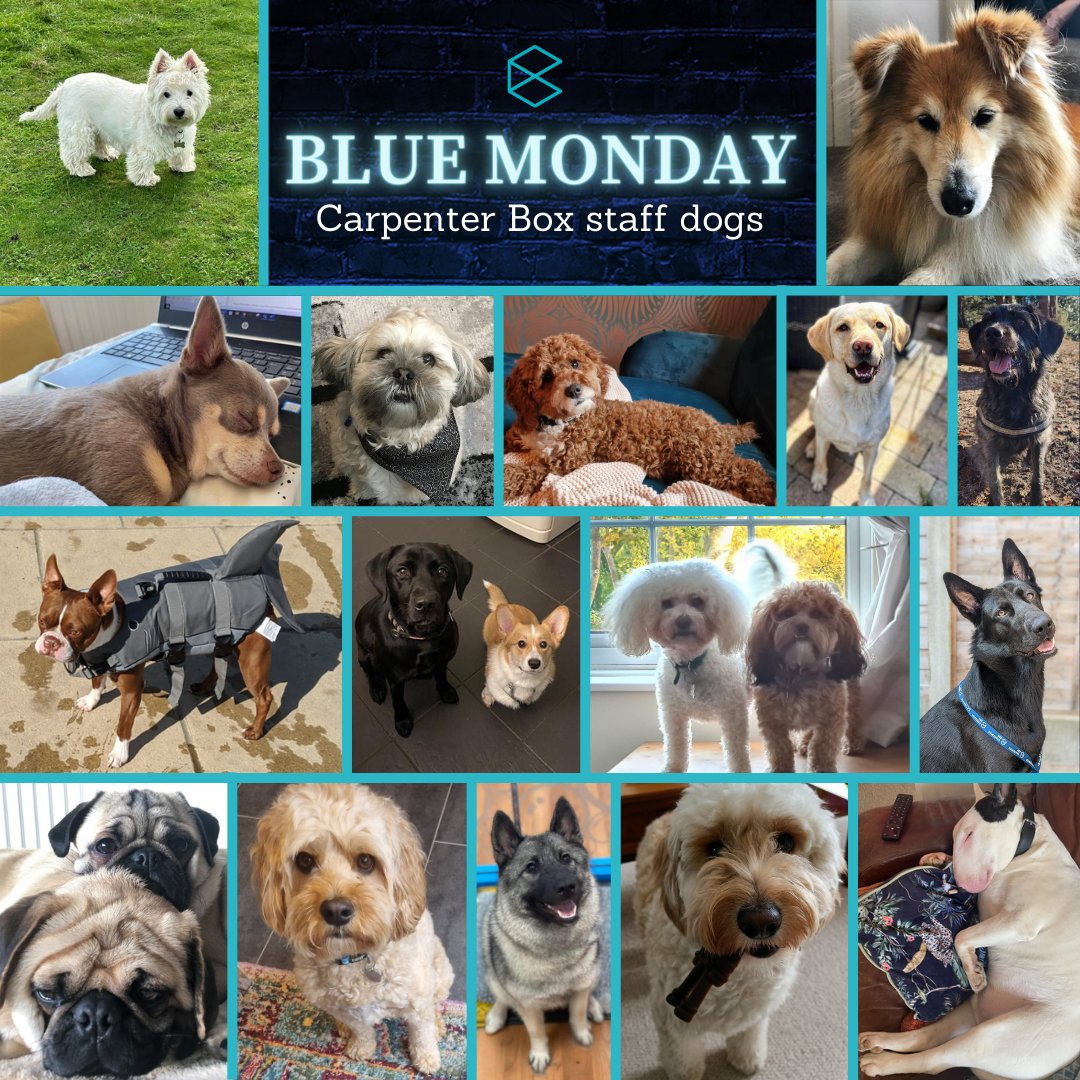 carpenterbox's tweet photo. Today has been traditionally awarded the gloomy title of #BlueMonday. To help counteract this, we asked our staff at #carpenterbox to send us pictures of their pets to help make the day shine a bit brighter for everyone! ✨ https://t.co/281Ls9eTmm