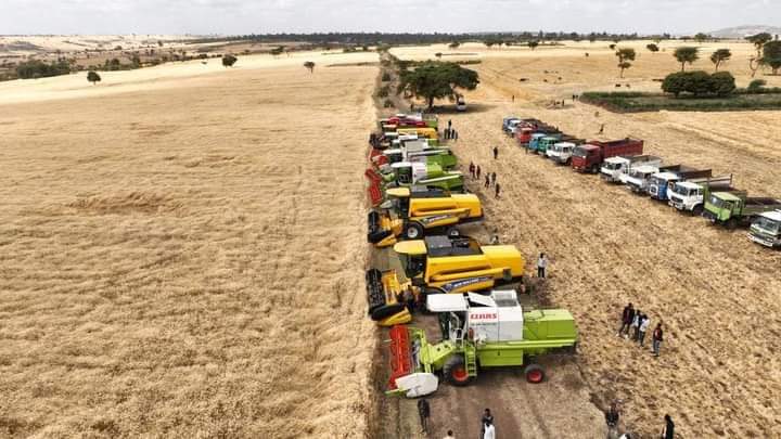 EthioMerej's tweet photo. #East #Bale #Zone
#Ginir #Woreda
Mechanized Harvesting of Summer wheat Cluster,East Bale Zone,Ginir Woreda, Atota Farmers Village !! https://t.co/jMC7IEK5hA