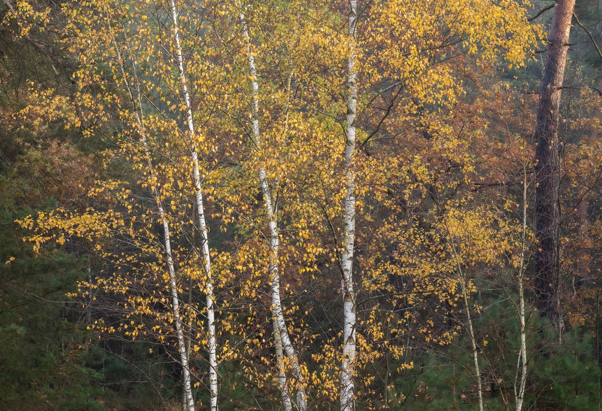 Just to bring some bright light into this grey "blue monday"...
'Birches in their golden hour'
#nfnl #NaturePhotography #treelover <a href="/bomengidsnl/">bomengids.nl🐰🇺🇦</a> <a href="/IamNikonNL/">Iamnikonnl</a> #woodland make your #BlueMonday a bright one