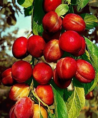 Aracely54051891's tweet photo. Buenos dias
Con esta delicias
Feliz lunes https://t.co/pvORFka8vE