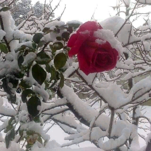 suzan_erssan's tweet photo. أشـــعـرُ بـمـوجـة بــردٍ حـادّة ..
هـل لـي بـقـلـيـلٍ مـن الأشــــواق🌹 https://t.co/3ThzKDTxgn
