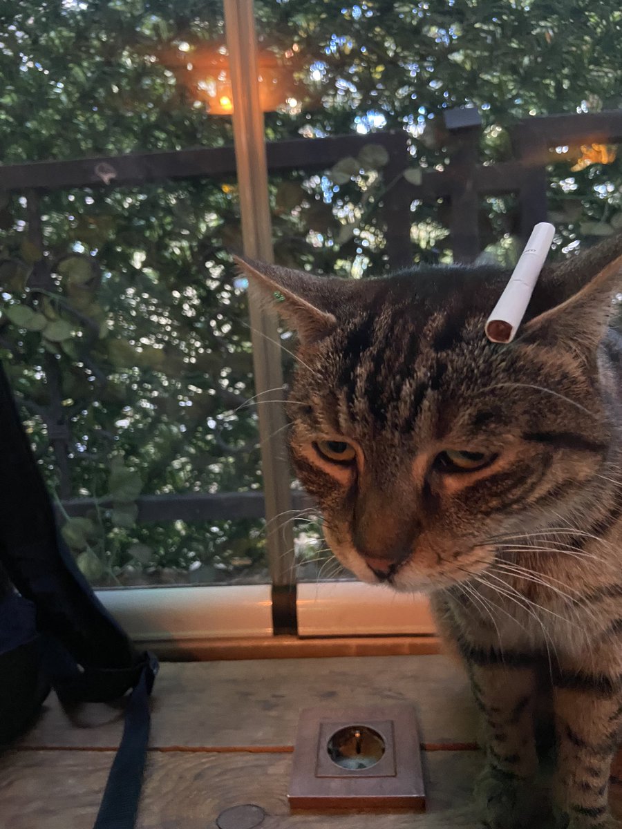 Kediye bak abi sanki karısından  boşanmış, tarlası yanmış, gırtlağa kadar borcu var amk