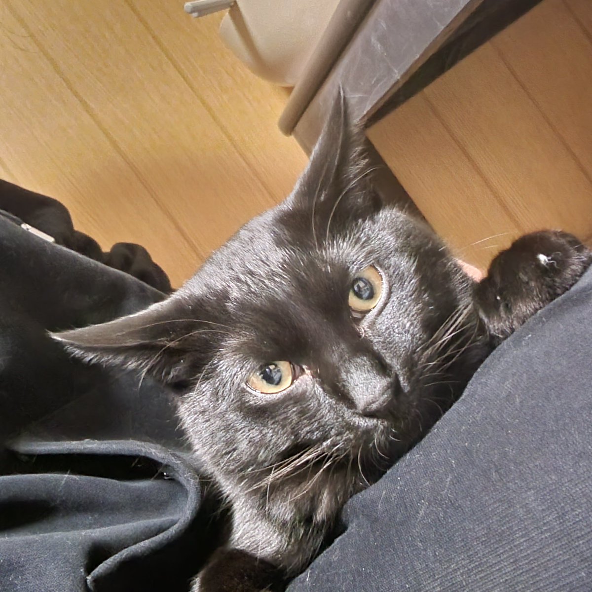 Nan__0516's tweet photo. ８ヶ月👏
#黒猫なん
#黒猫
#猫がいる暮らし https://t.co/qBXMqZqzAl