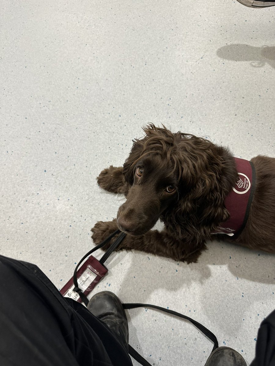 ORidgr's tweet image. Kes out working today be good as gold