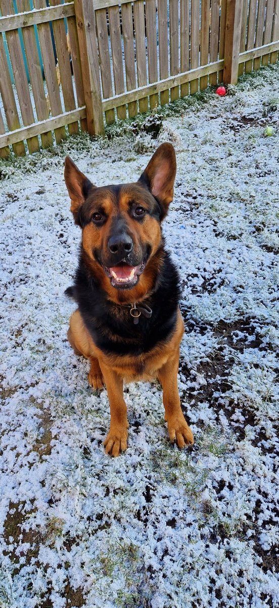 My dug Creed waiting on his treat from the next door neighbour 

#GermanShepherd #bossdog