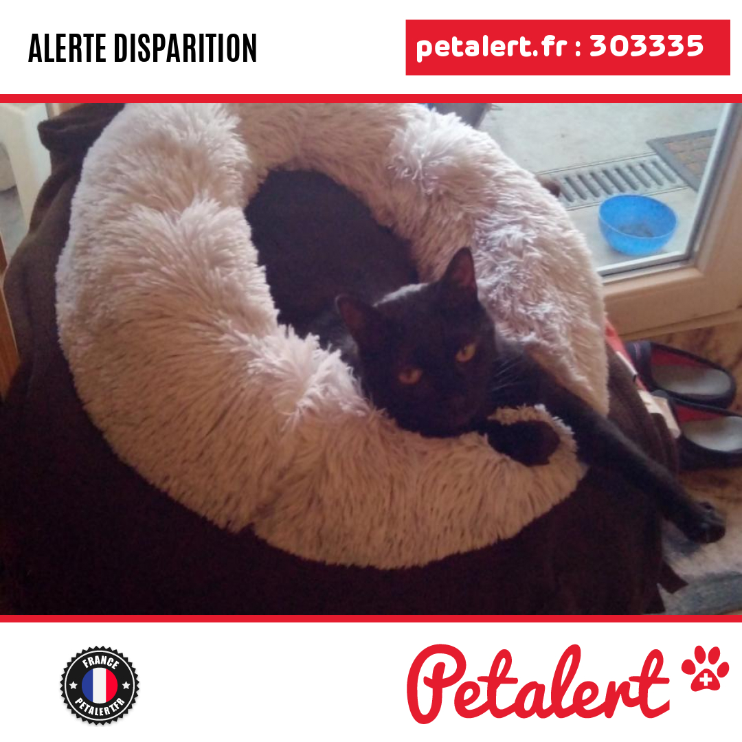 petalert_france's tweet photo. Disparu #Chat #Vendee #Avrille #Petalert #PetAlert85 / https://t.co/BCGXUefZtS https://t.co/dk6tYtMeIT