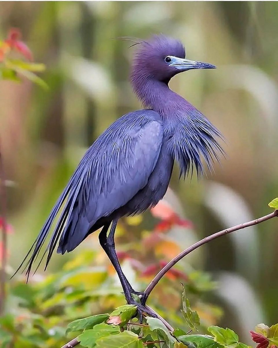 🐦Little blue heronThe little blue heron (Egretta caerulea) is a small heron belonging to the family Ardeidae.#ardeidae #belongig #heron