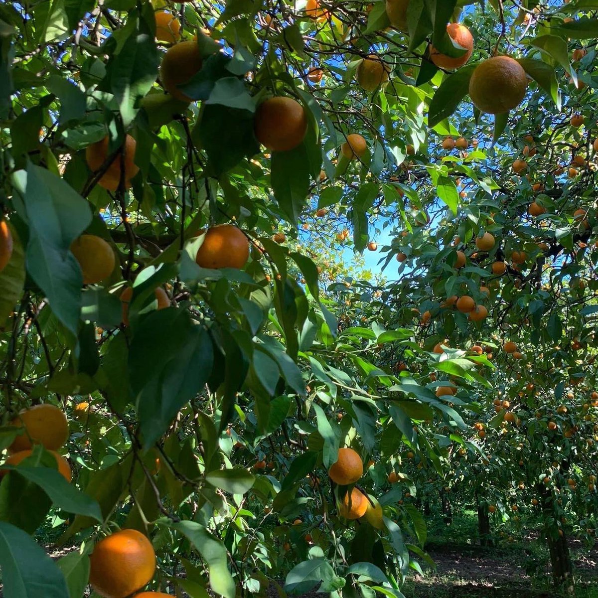 The joys of January! Our Gospa Sevilles landing in the beautiful UK!
Find our Gospa Sevilles in @riverford and markets
#ChooseGospa
#GospaCitrus #stnicolaoranges #sevilleoranges #sevilles #orangeamere #GospaSevilles #marmalade #oranges #confiture #konfitüre #marmelade #riverford