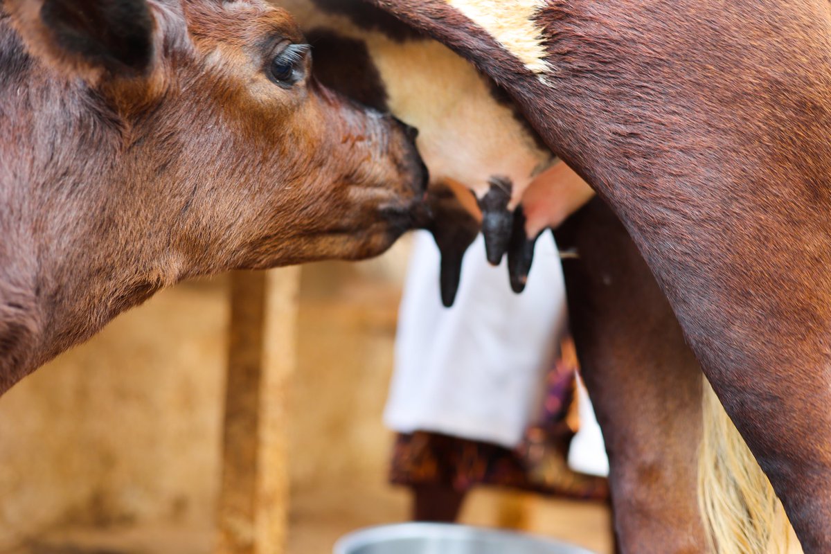 kenya_dorcas's tweet photo. Our belief in driving policy-practice nexered locally led resilience programmes in the rural landscapes of Kenya has seen communities in Kitise lead a milk value chain project with ultimate income benefits. https://t.co/bF8GFc7sam