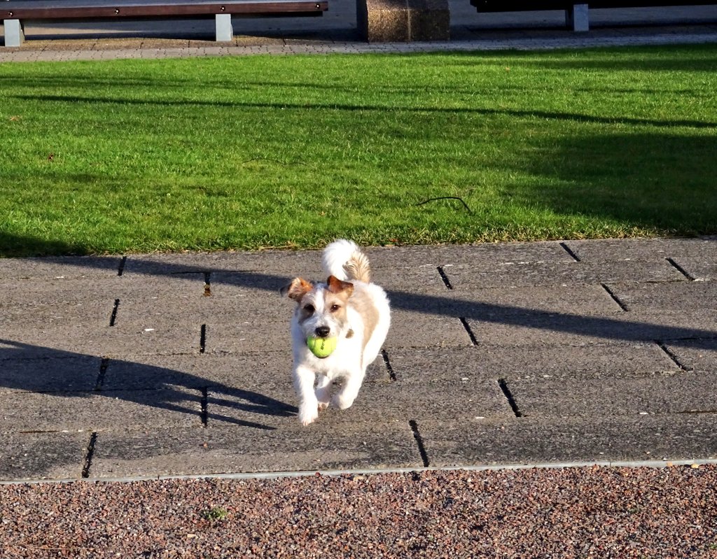 Firesnapper999's tweet photo. Eddie's Eye v Jaws coordination ball session at @Farnboroughbp Historic Airship Hanger Frame #Farnborough. #JrtPupEddie #JackRussellPup #Eddie #HitAndMiss 🐾🐾🤣 https://t.co/J9cnK6CGfR