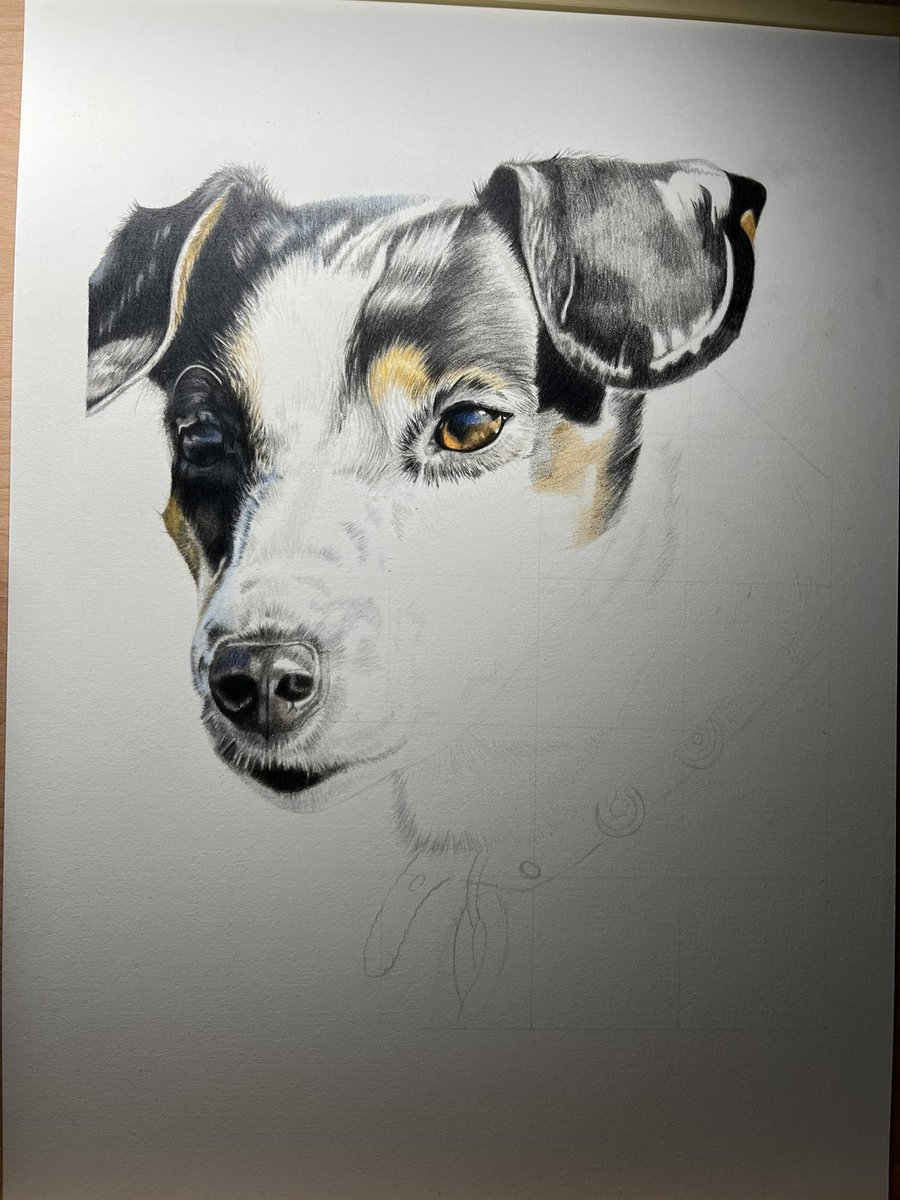 I’m busy working on Skye this week between feeds and nappy changes, I’m really enjoying seeing her come to life on the paper, she’s a beautiful dog #parsonsjackrusselterrier #dogsoftwitter #petportrait #colouredpencilartist #fabercastell #fulltimeartist