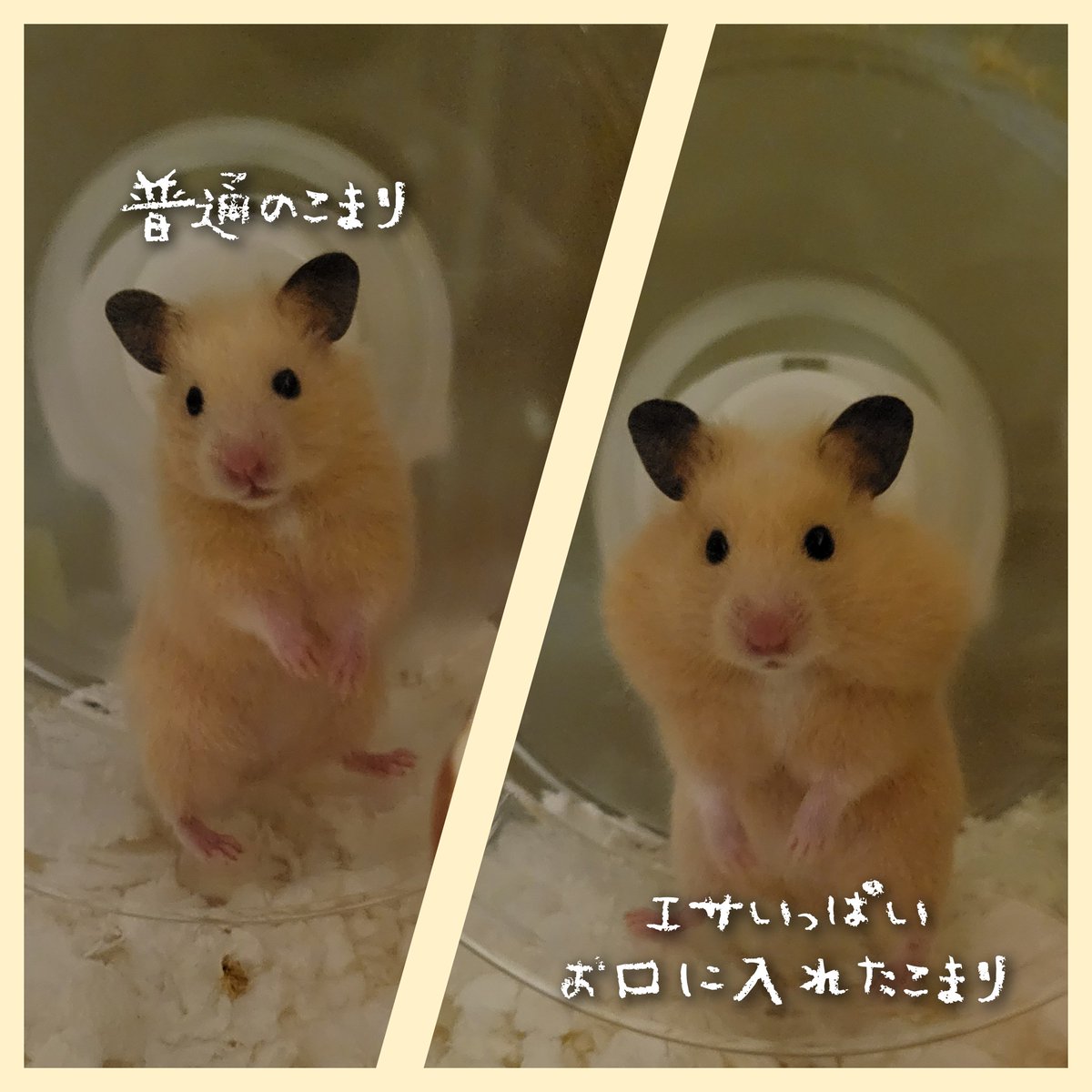 今日のこまりは
別人でした🤣🤣🤣
#ハムスター
#キンクマハムスター