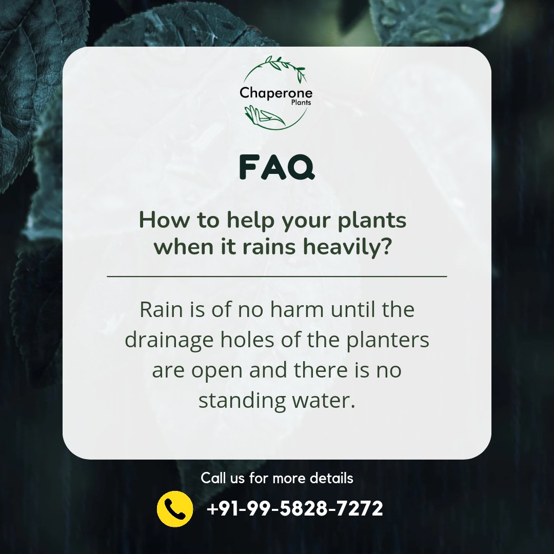 Follow @chaperoneplants for all your gardening needs.
We will be happy to help you for Bookings/Queries on +91-9958287272 or via DM.
#gardening #gardeningtips #gardeningtipsforbeginners #planthealth #urbangardening #startupindia #chaperoneplants #freshplants #plantdaycare #maali
