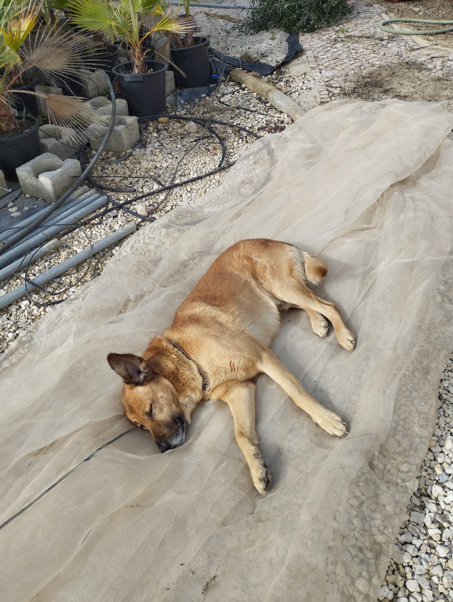 BenoitCsv's tweet image. Petite sieste avant de couvrir les serres