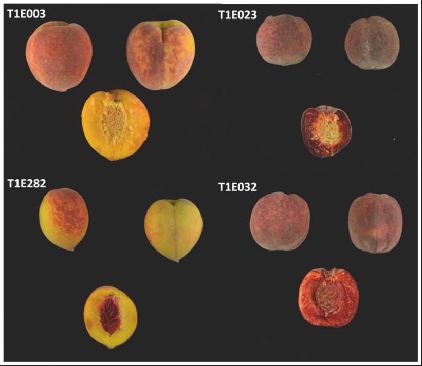📢 #plants_mdpi New Publication "Inheritance of #fruit Red-Flesh Patterns in #peach "

by Nathalia Zaracho, <a href="/GemmaReig1/">GemmaR</a> , <a href="/navnkalluri/">Naveen Kalluri</a> , Pere Arús, @Prebreeder 
👉 Read the full article: lnkd.in/giCqH5vz