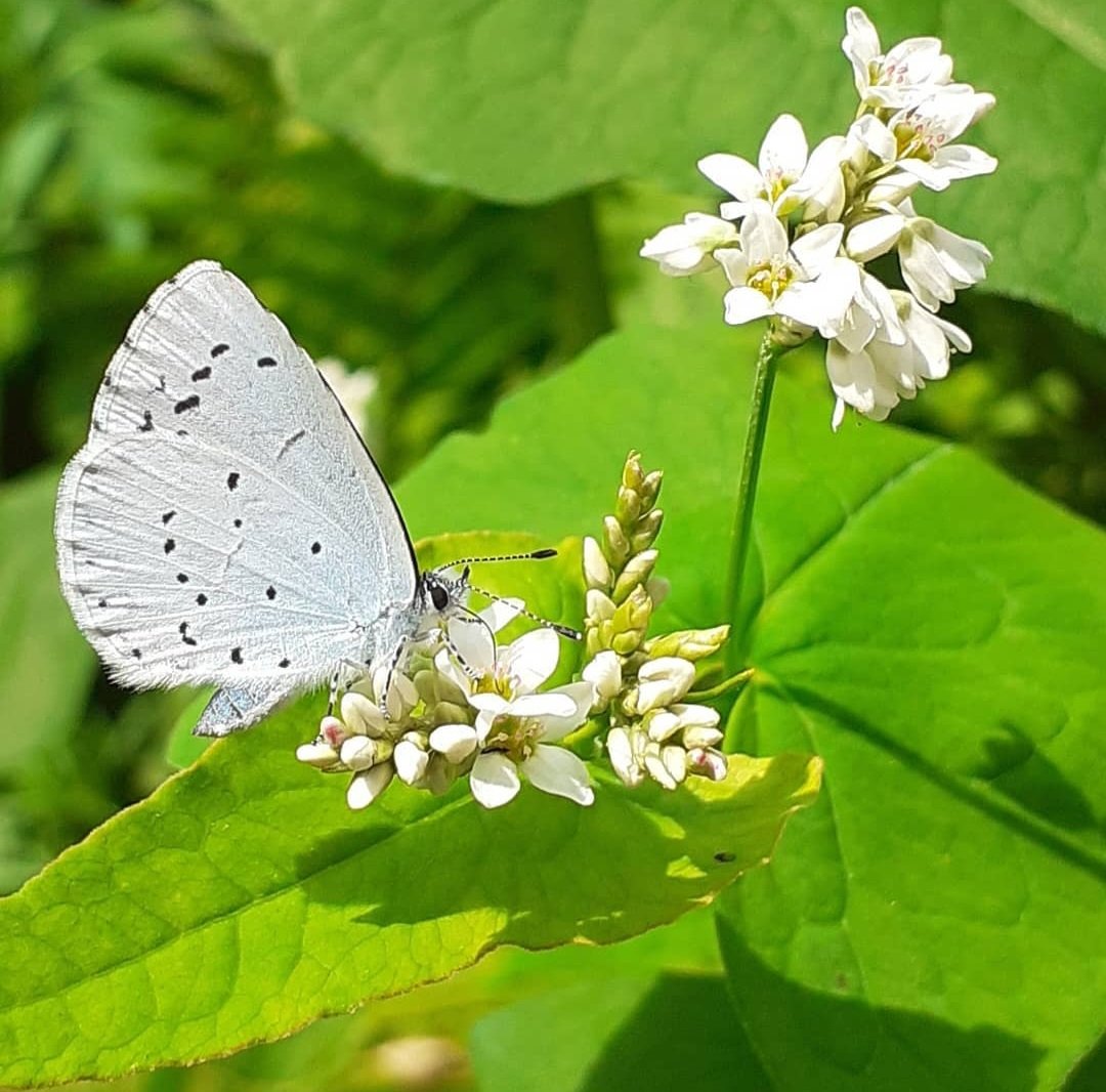 CyanPumpkin's tweet photo. A Holly Blue (I think!) The 1st I'd ever seen in my garden, on #buckwheat, the 1st time I'd grown it in my garden.
The link is clear to see! Grow it & they will come!
#wildlifegardening
#gardeningforpollinators
#bluemonday #bluebugs #blueinsects
@Kate_Bradbury @AshWhiffin https://t.co/KJAHB5043w